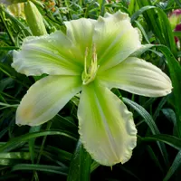 Rolling Oaks Honeydew thumbnail