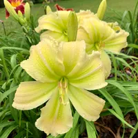 Rolling Oaks Honeydew thumbnail