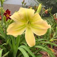 Rolling Oaks Honeydew thumbnail
