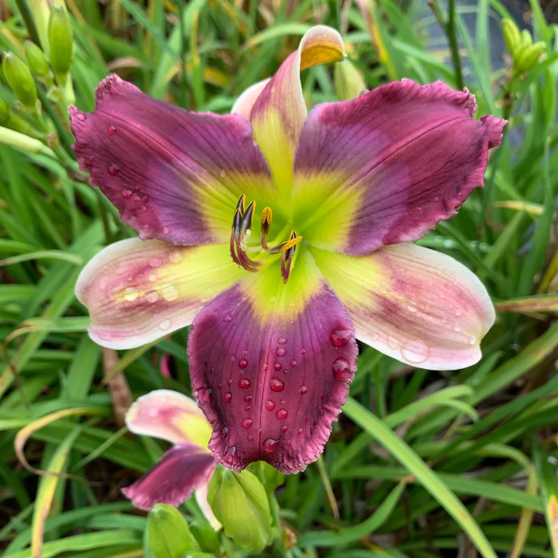 17-57 daylily bloom