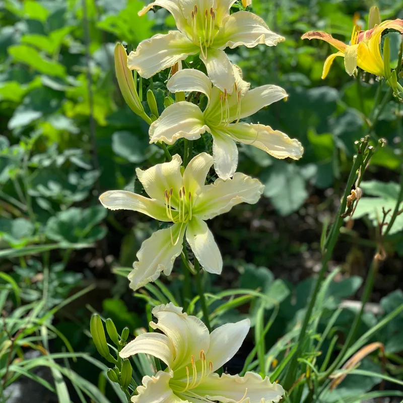 Makon Cline from RollingOaksDaylilies