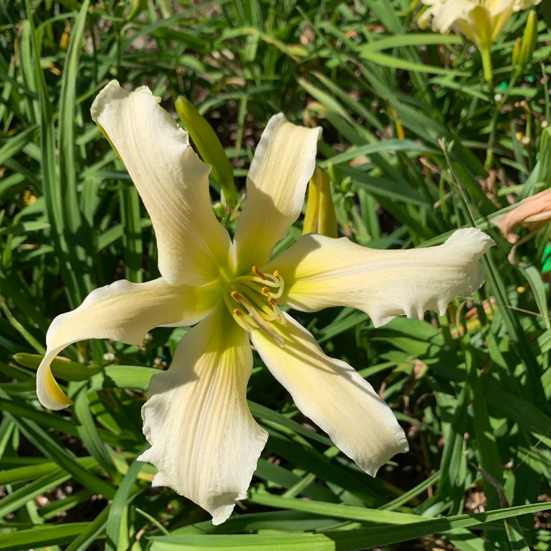19-23 daylily bloom