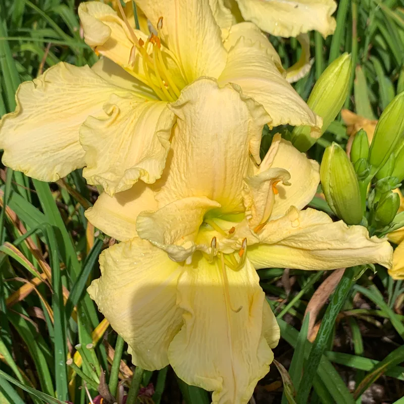 19-91 daylily bloom