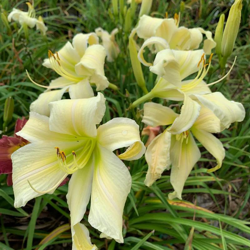 Rolling Oaks Coconut Twist from RollingOaksDaylilies