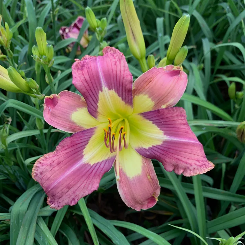 16-76 daylily bloom