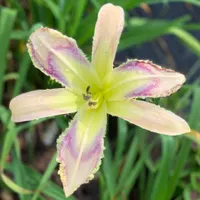 Entwined In The Vine catalog image