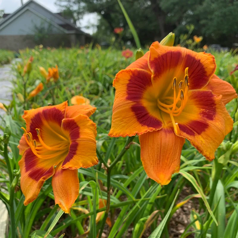 20-25 daylily bloom