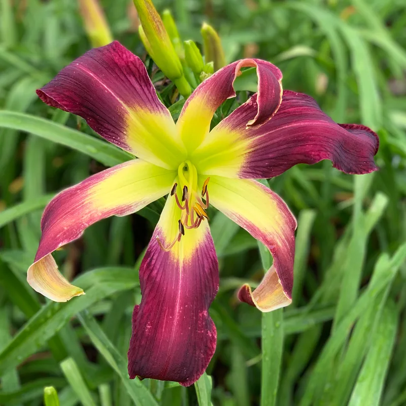 Murphy's Squeaks from RollingOaksDaylilies