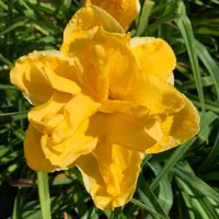 18-180 Rolling Oaks Daffodil Dream thumbnail