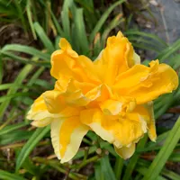 18-180 Rolling Oaks Daffodil Dream thumbnail
