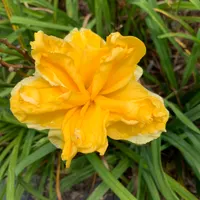18-180 Rolling Oaks Daffodil Dream thumbnail
