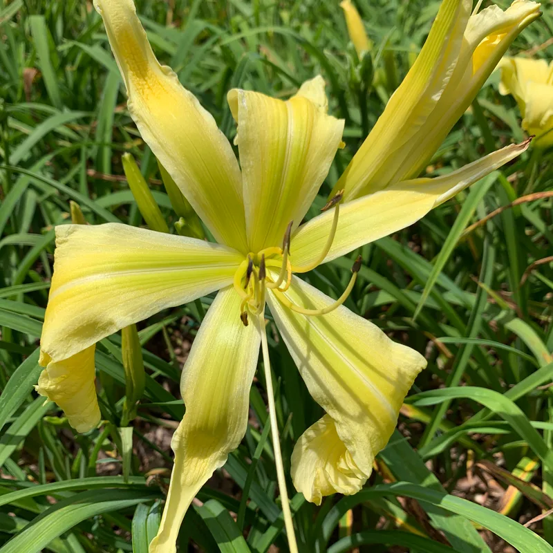 20-41 daylily bloom