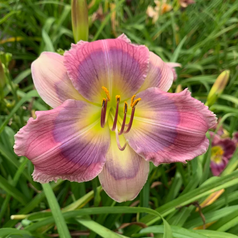 Lavender Galaxy from RollingOaksDaylilies