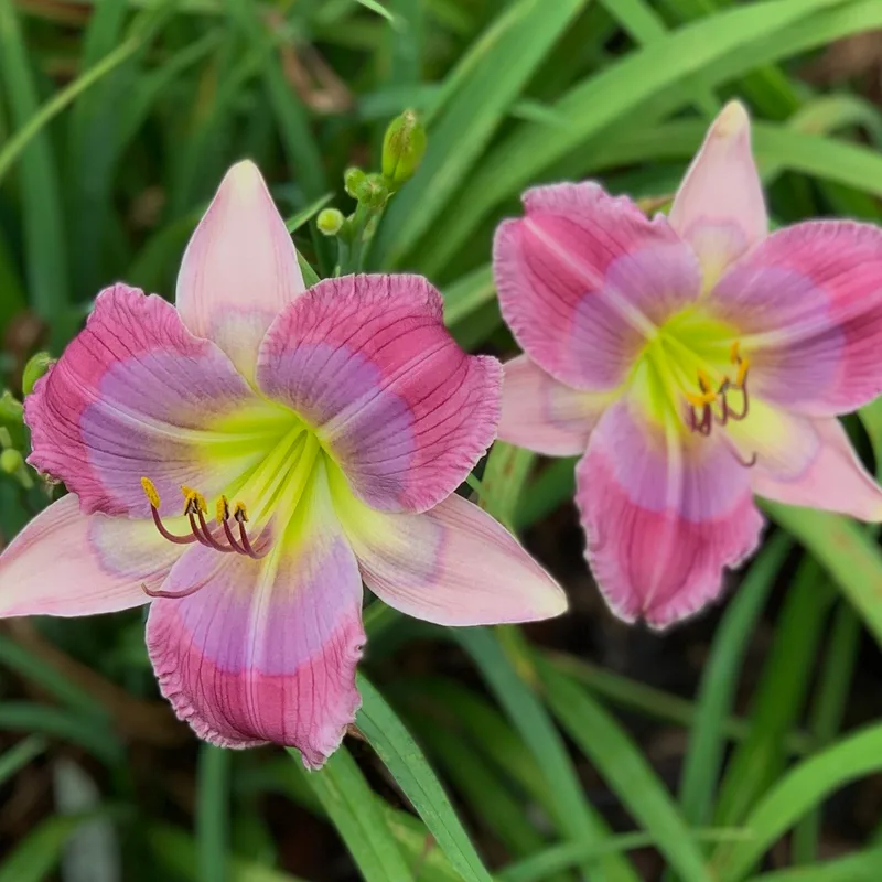 Lavender Galaxy from RollingOaksDaylilies
