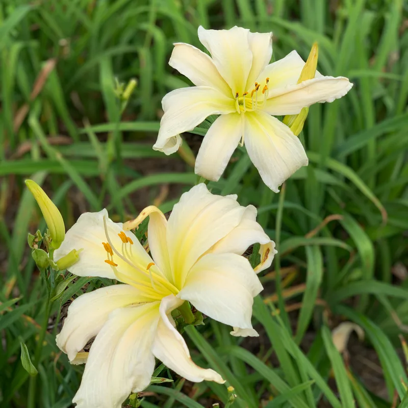 Penny's Love from RollingOaksDaylilies