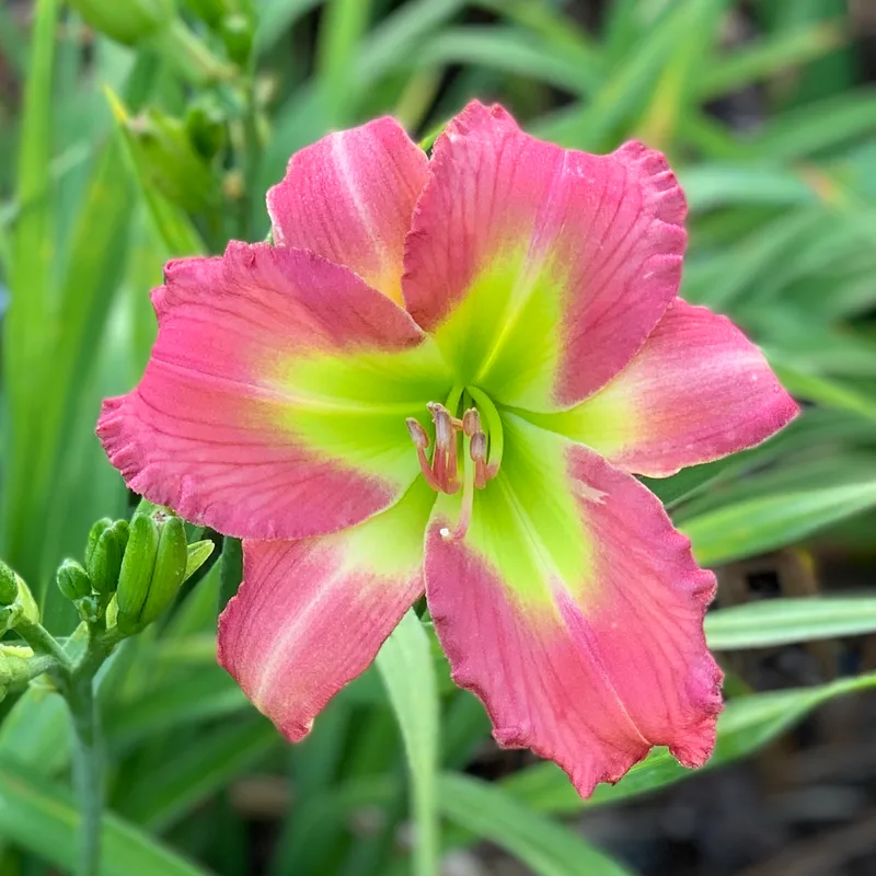 Rolling Oaks Pink Emerald  image