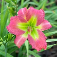 Rolling Oaks Pink Emerald  catalog image