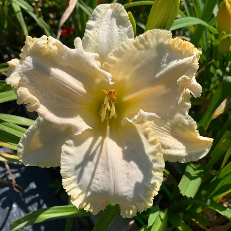 20-66 daylily bloom