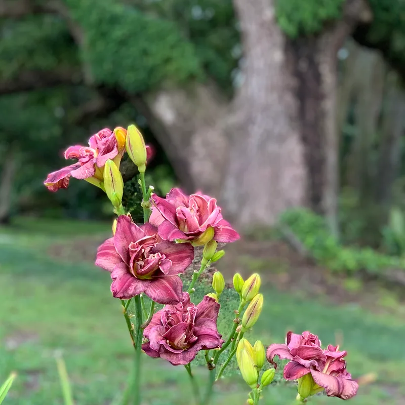 Simply Mauvelous from RollingOaksDaylilies