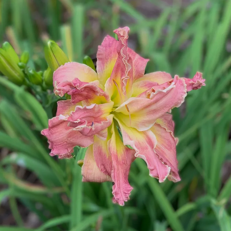 Rolling Oaks Cover Girl from RollingOaksDaylilies