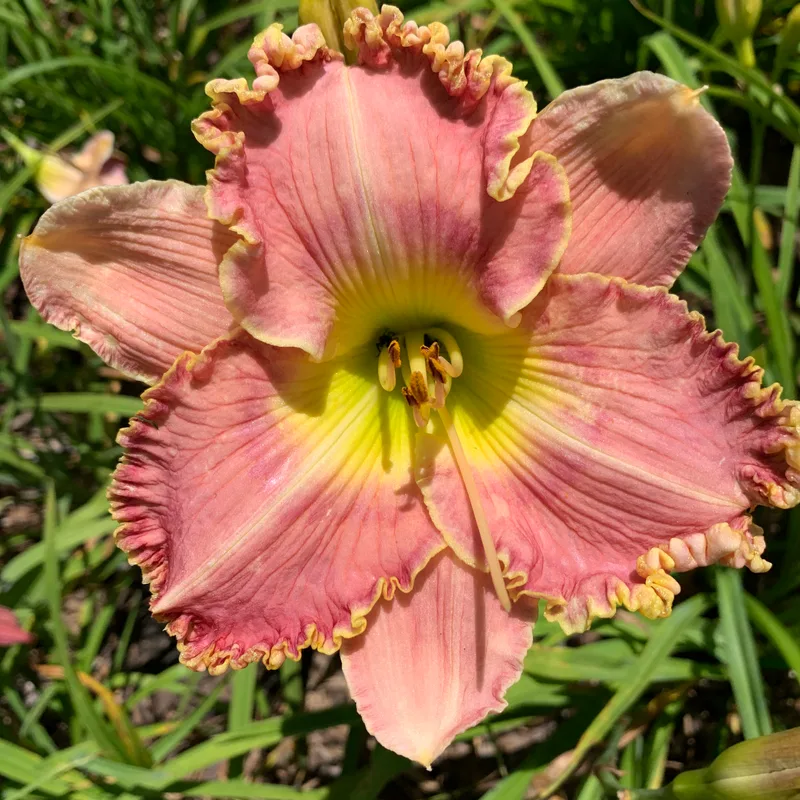 17-192 daylily bloom