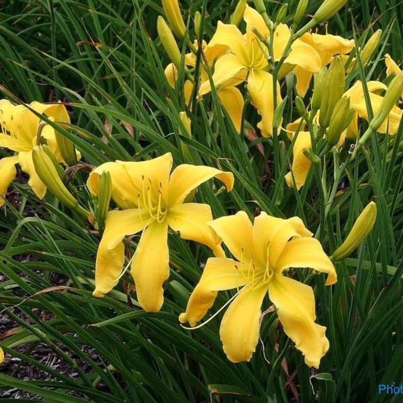 Faber Sabre daylily bloom