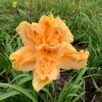Peach Bouquet thumbnail