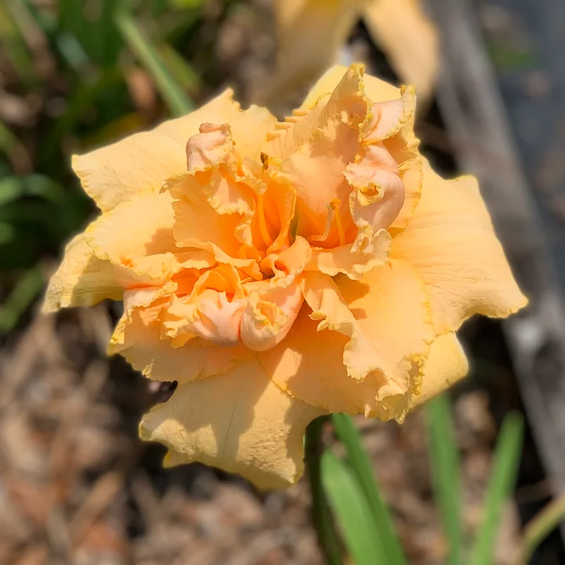Peach Bouquet from RollingOaksDaylilies