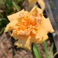 Peach Bouquet thumbnail