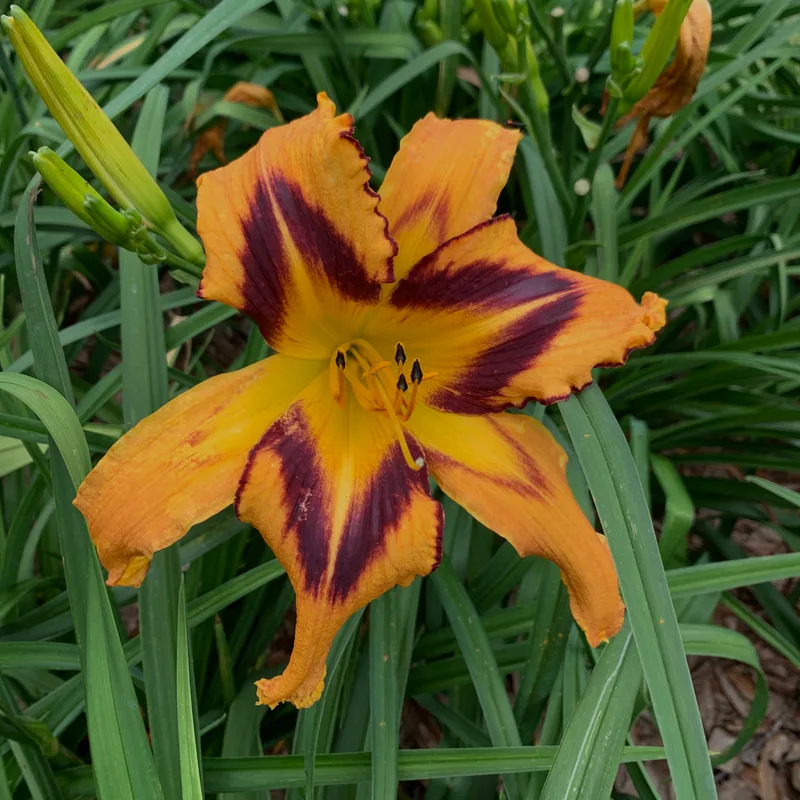 Spacecoast Tigertail Tango from RollingOaksDaylilies