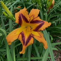 Spacecoast Tigertail Tango thumbnail