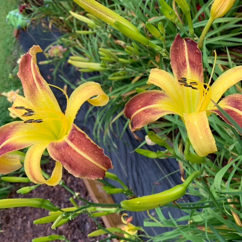 Cleo daylily bloom