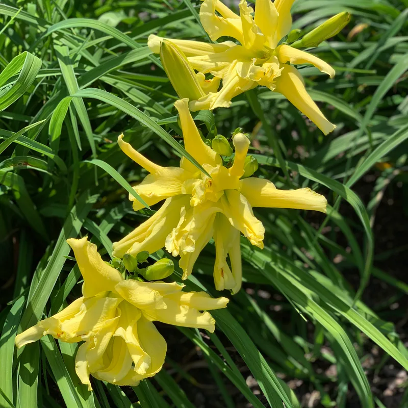 Firefly Frenzy from RollingOaksDaylilies