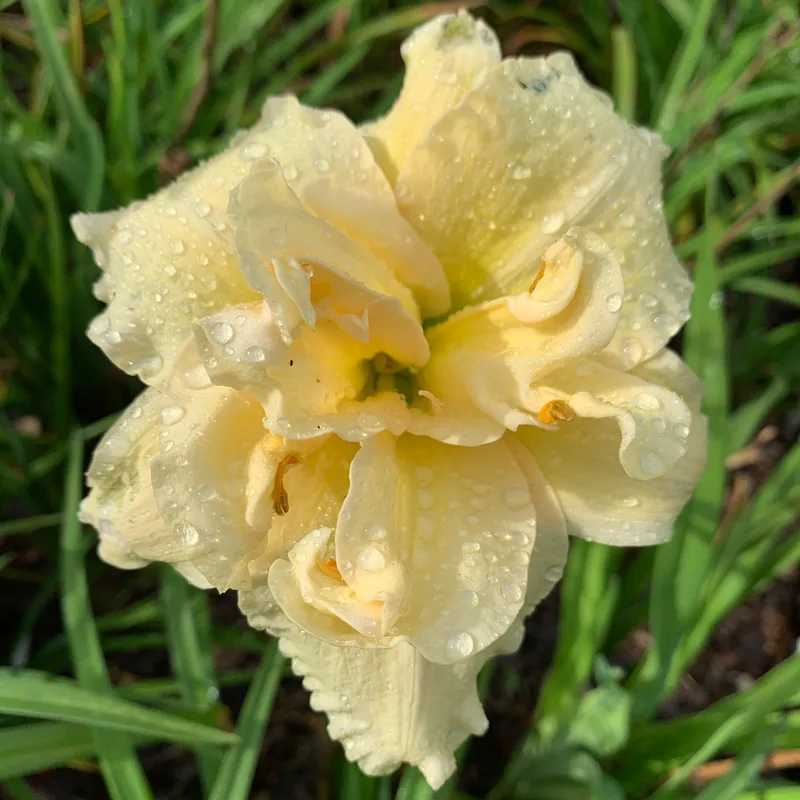 20-150 daylily bloom