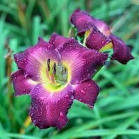 16-169 Kay's Plum Persistent  thumbnail