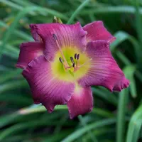 16-169 Kay's Plum Persistent  thumbnail