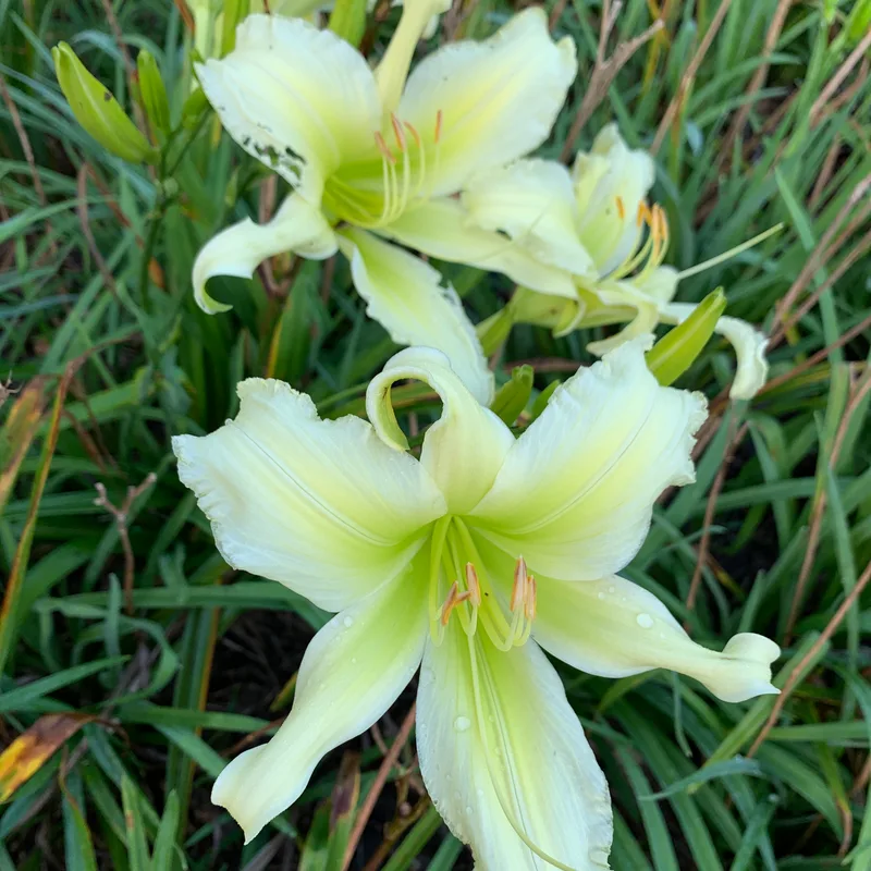 20-151 daylily bloom