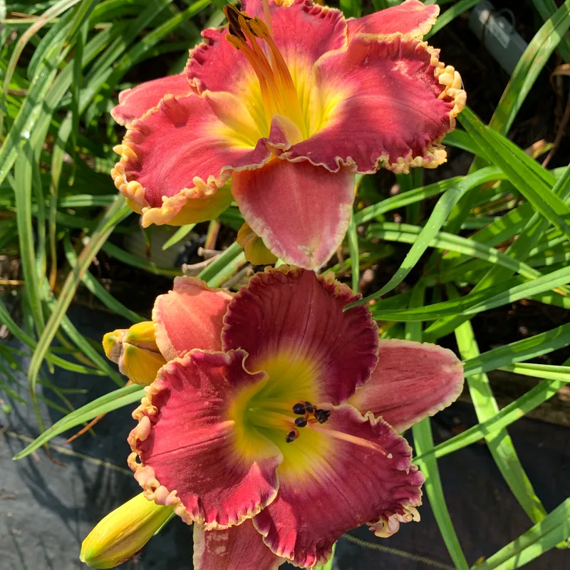 20-155 daylily bloom