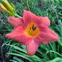Coral Tree thumbnail