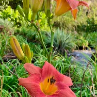 Coral Tree thumbnail