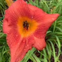 Coral Tree thumbnail