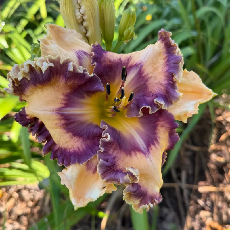 Congo Eyed from RollingOaksDaylilies