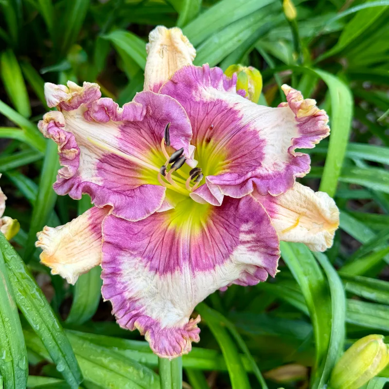 Synchronicity from RollingOaksDaylilies