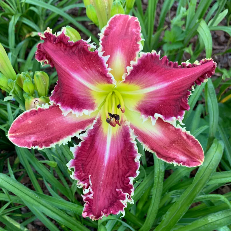 Sirius Star from RollingOaksDaylilies