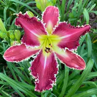 Sirius Star thumbnail