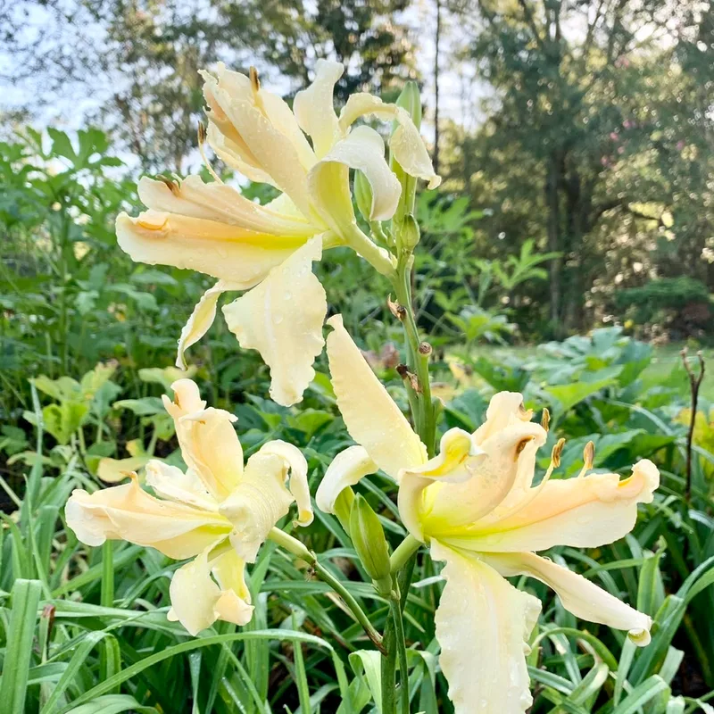 Rolling Oaks Double Ivory from RollingOaksDaylilies