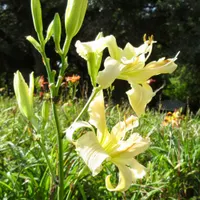 Rolling Oaks Double Ivory thumbnail