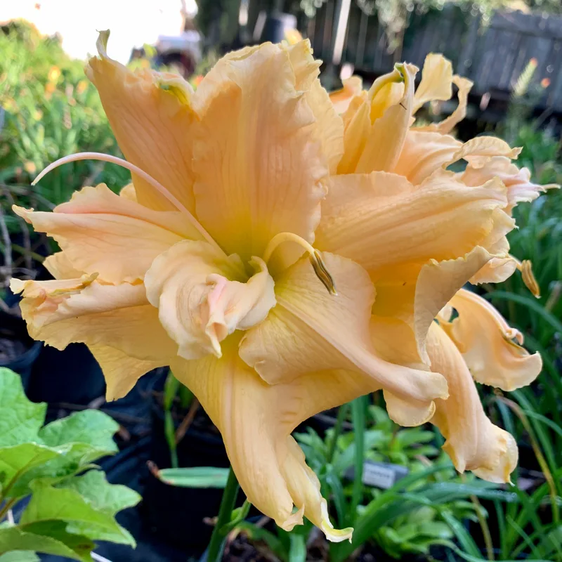 The Big Crab from RollingOaksDaylilies