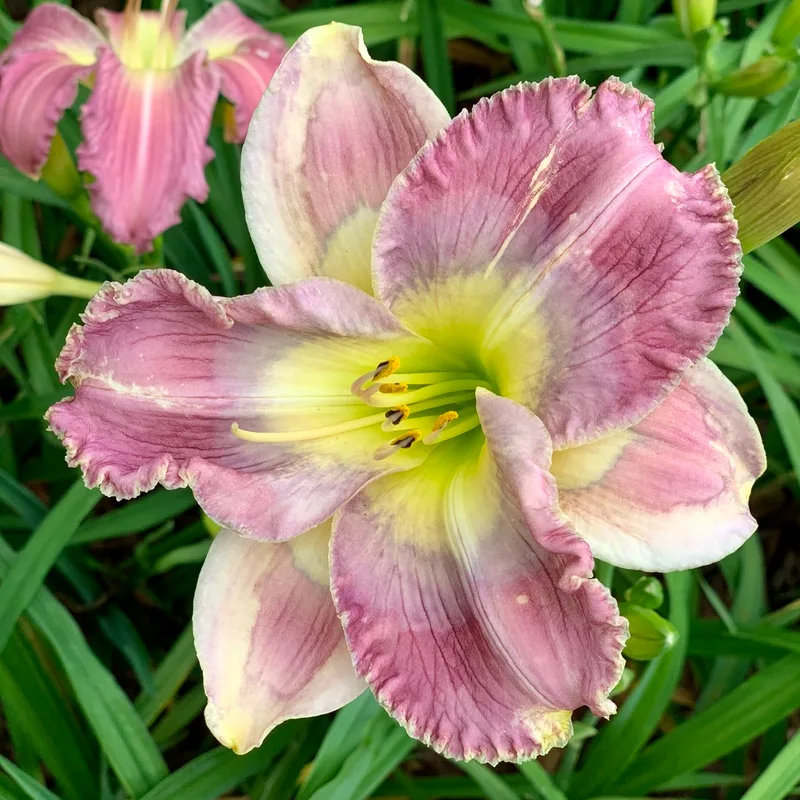 20-30 daylily bloom