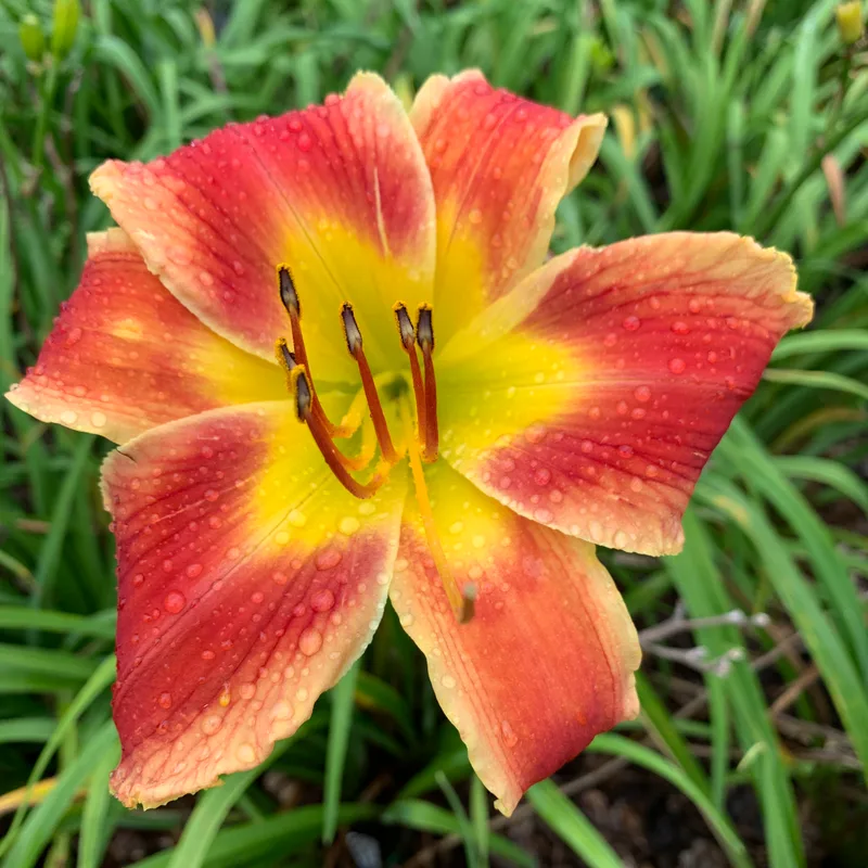 18-7 daylily bloom